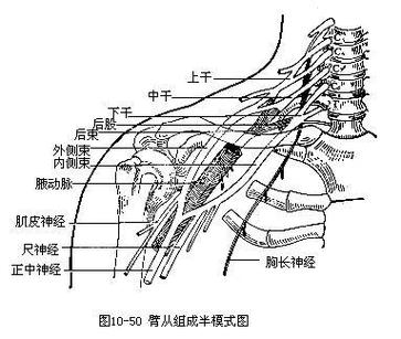 臂丛神经最新治疗方法研究揭秘